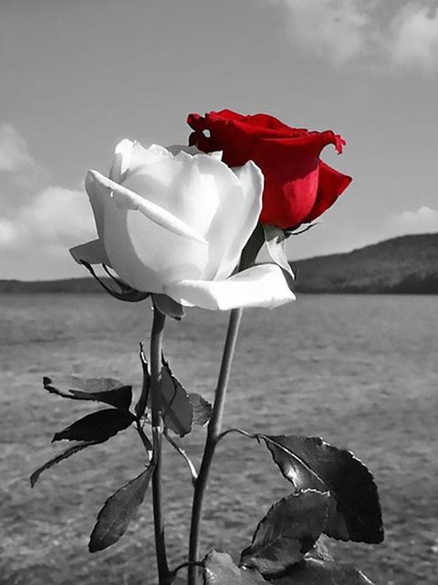 rød og hvid rose 30x40 cm