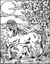 Colorvelvet A4: Hest og Føl
