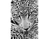 gepard 19x27 cm firkantet